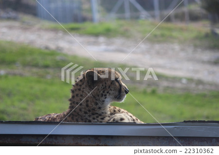 Looking cheetah Looking cheetah 22310362