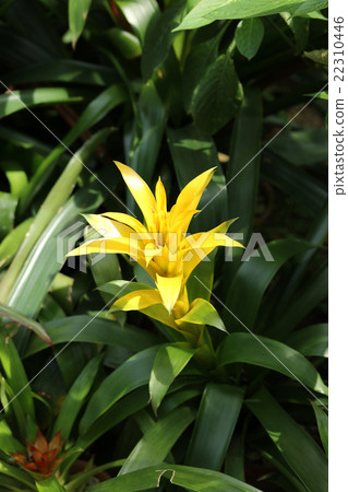 Guzmania Guzmania 22310446