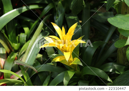 Guzmania 22310447