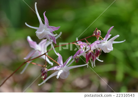 Freshwater leek 22310543