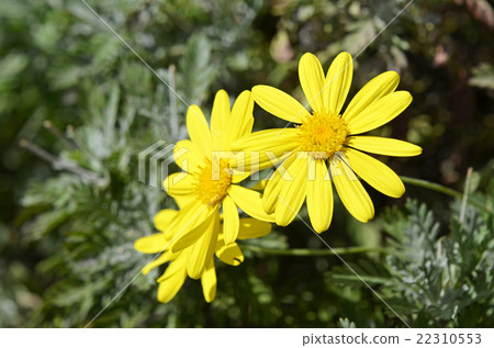 朱利葉斯黛西 22310553