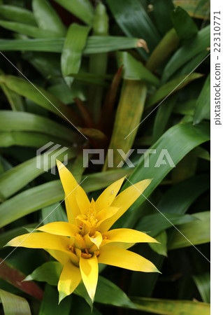 Guzmania Guzmania 22310771