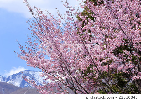 白馬山的櫻山樹 白馬山的櫻山樹 22310845