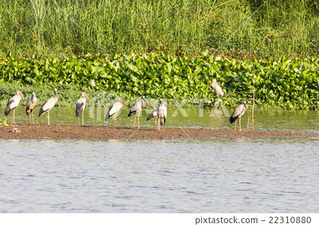 Flock of Asian Openbill in marsh Flock of Asian Openbill in marsh 22310880