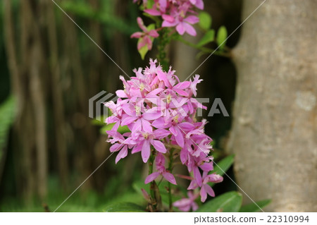 Epidendorum 22310994