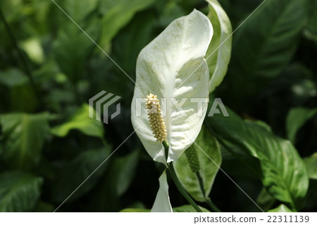 空間主義Patiny 22311139