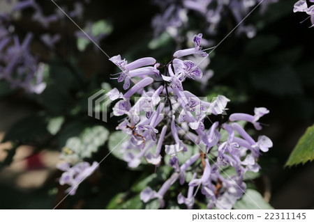 Plectranthus Mona Lavender Plectranthus Mona Lavender 22311145