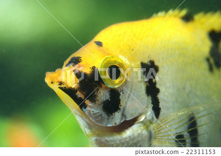 Angelfish Angelfish 22311153