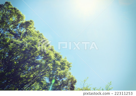 New green · blue sky _ film-like processing New green · blue sky _ film-like processing 22311253