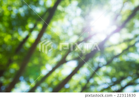 Background material for fresh green image synthesis Green background Plants spring early summer Snow leaves day green and copy space 22311630