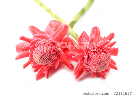 etlingera  elatior 22311637