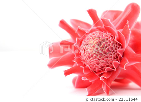 etlingera  elatior 22311644