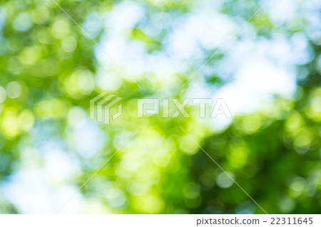 Background material for fresh green image synthesis Green background Plants spring early summer Snow leaves day green and copy space 22311645