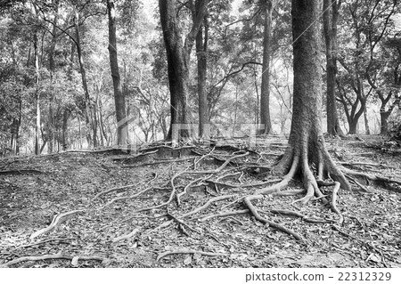 Roots of the tree Roots of the tree 22312329