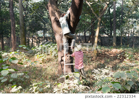 working in the jungle working in the jungle 22312334