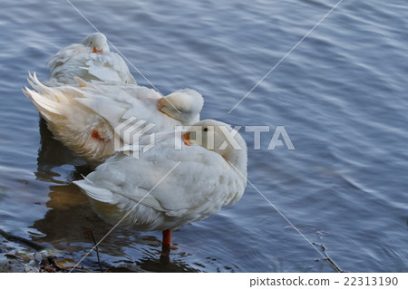 geese are hiding from the cold 22313190