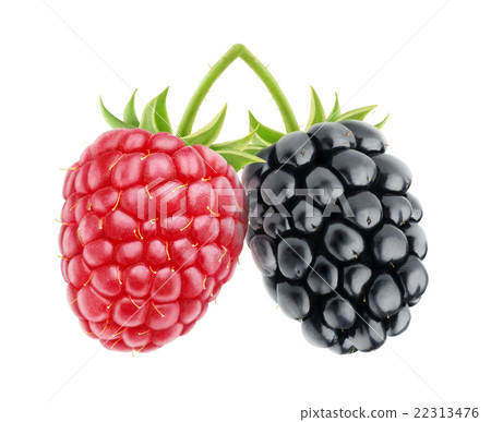 Isolated raspberry and blackberry Isolated raspberry and blackberry 22313476