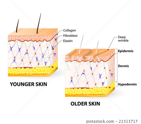 skin aging 22313717