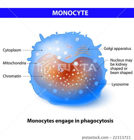 Monocyte 22313721