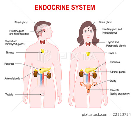 endocrine system endocrine system 22313734