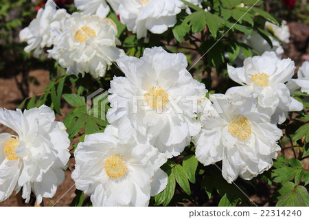 Buddha Shimane Crane 22314240