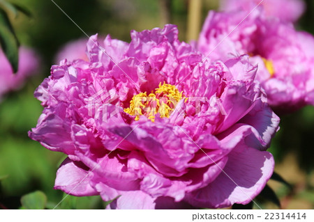 牡丹Kamada紫藤 22314414