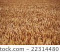 Wheat field 22314480