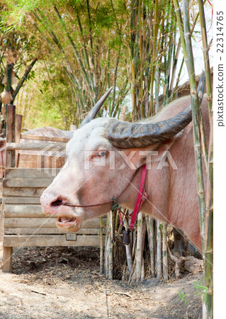 The albino buffalo 22314765