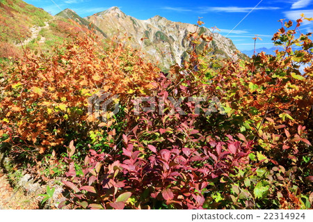 Autumnal leaves near the North Alps / Cold Pond and Kashima Atsugatake 22314924
