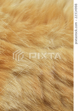Fur Fur 22314998