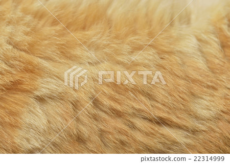 Fur Fur 22314999