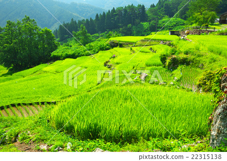Kohara terraced rice fields in Kohara-cho, Kochi prefecture 22315138