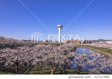 Goryokaku Tower and cherry blossoms in full bloom Goryokaku Tower and cherry blossoms in full bloom 22315380