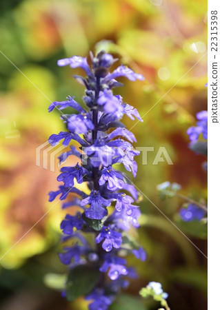 Ajuga 22315398