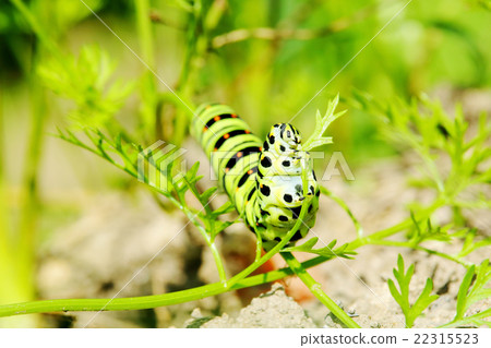 黃鰭金槍魚的幼蟲 黃鰭金槍魚的幼蟲 22315523