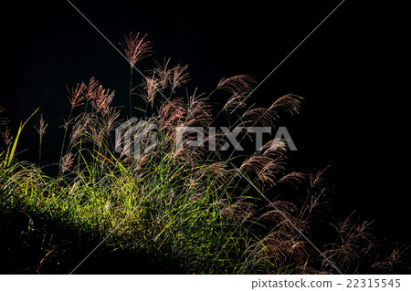 芒草 芒草 22315545