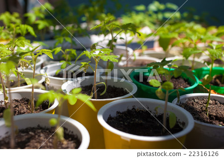Tomato seedlings 22316126
