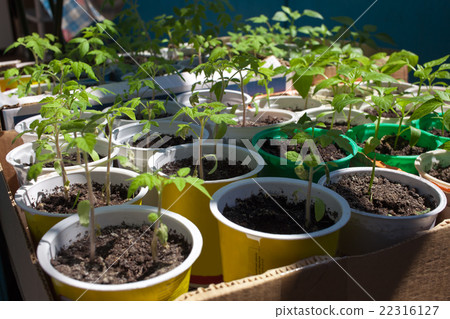 Tomato seedlings 22316127