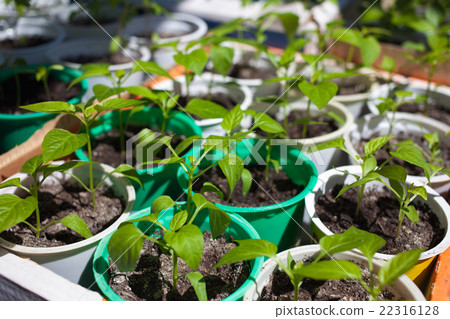 Paprika seedlings 22316128