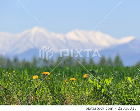 Hokkaido Tokachi snowy Hidaka mountain range and vast fields and dandelion part 3 22316313