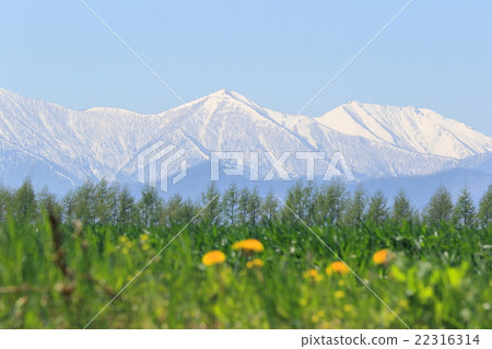 Hokkaido Tokachi snowfall Hidaka Range and vast fields and dandelion part 4 22316314