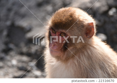 Zoo Zoo 22316670