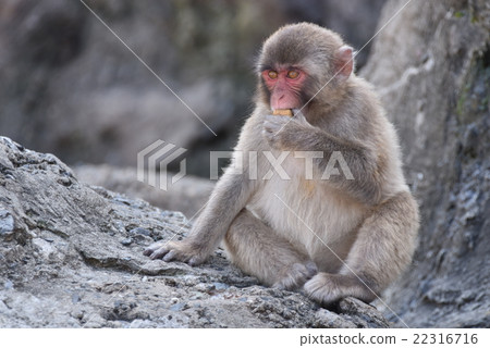 一個動物園 22316716