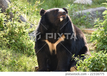 一個動物園 一個動物園 22316775