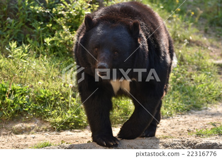 一個動物園 一個動物園 22316776