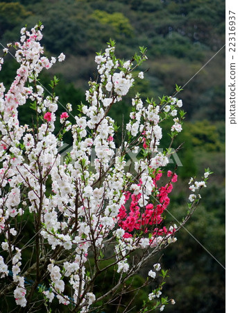 Genpeimomo Genpeimomo 22316937