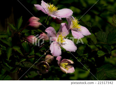 鐵線蓮蒙大拿州 22317342