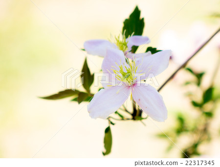 Clematis Montana 22317345