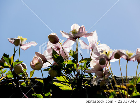 Clematis Montana 22317346