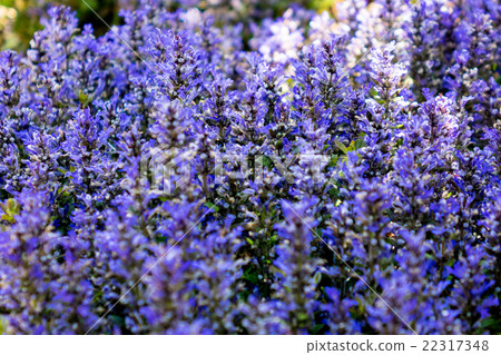 Ajuga Ajuga 22317348